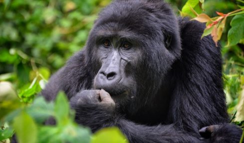 Mountain Gorilla Conservation