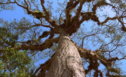 Silk Cotton Tree - Ceiba Pentandra