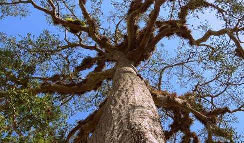Silk Cotton Tree - Ceiba Pentandra