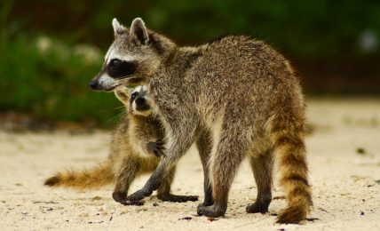 Raccoons of the Caribbean