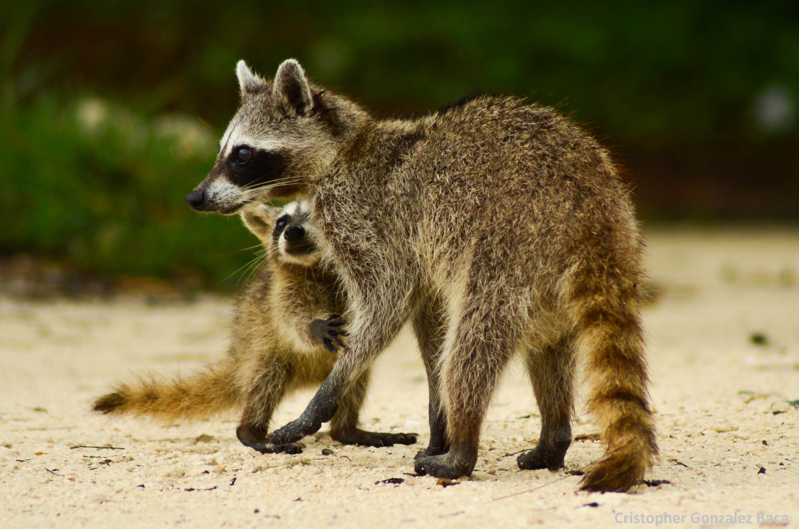 Raccoons of the Caribbean