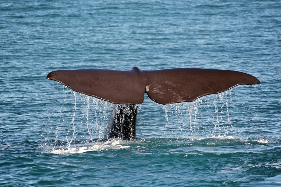 Sperm Whale Reserve in Dominica